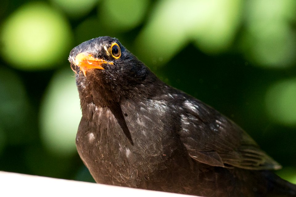 Garden Wildlife