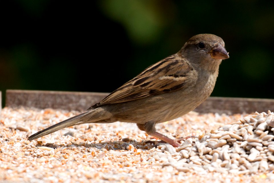 Garden Wildlife