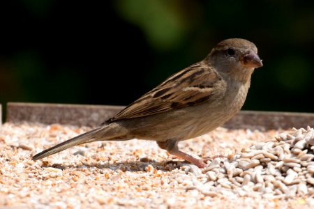 Garden Wildlife