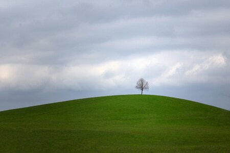 Tree landscape wood