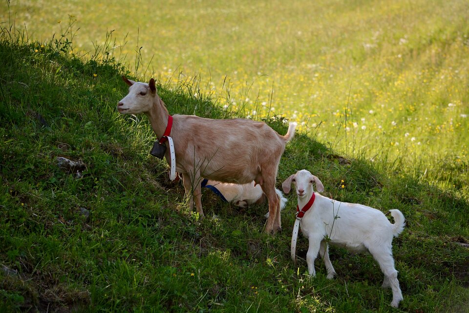 Kid young animals meadow