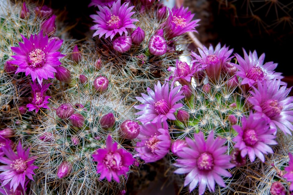 Prickly thorns green