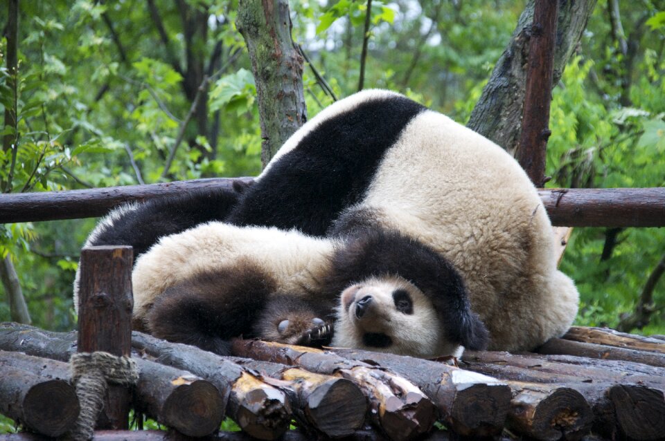 Animal wild nature