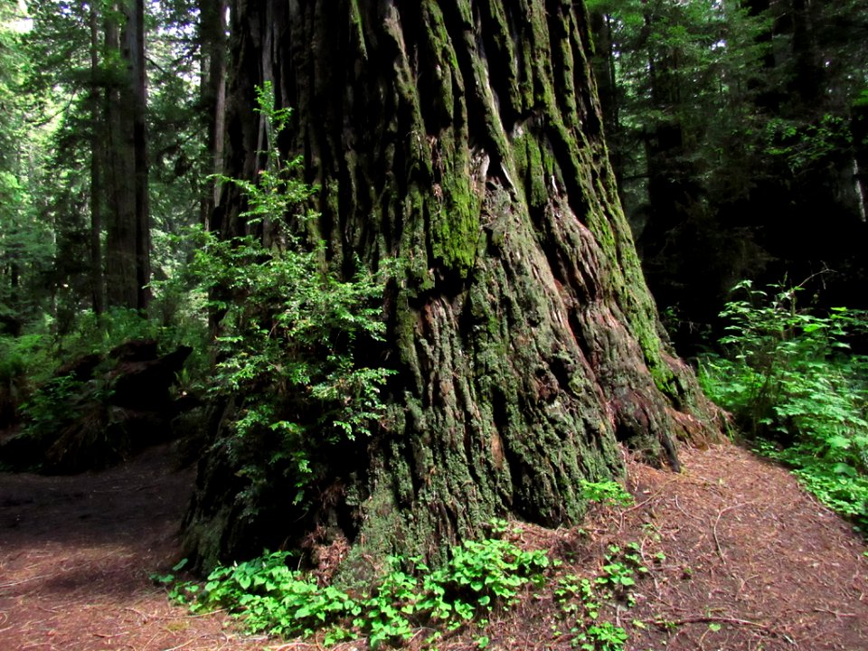 Redwoods in California