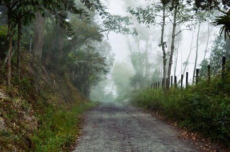 Fog landscape forest photo