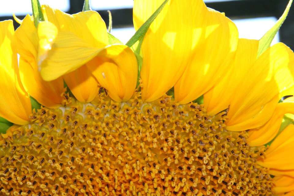Sunshine summer harvest