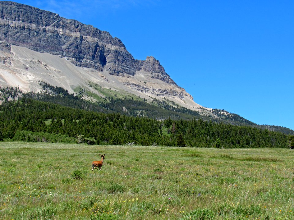 Deer at Glacier NP in Montana