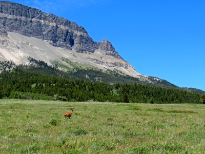 Deer at Glacier NP in Montana