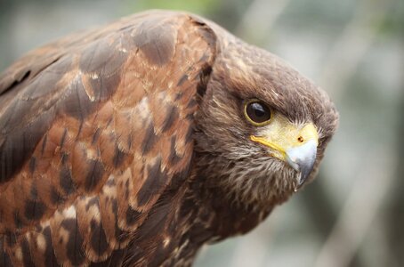 Predator eagle closeup photo