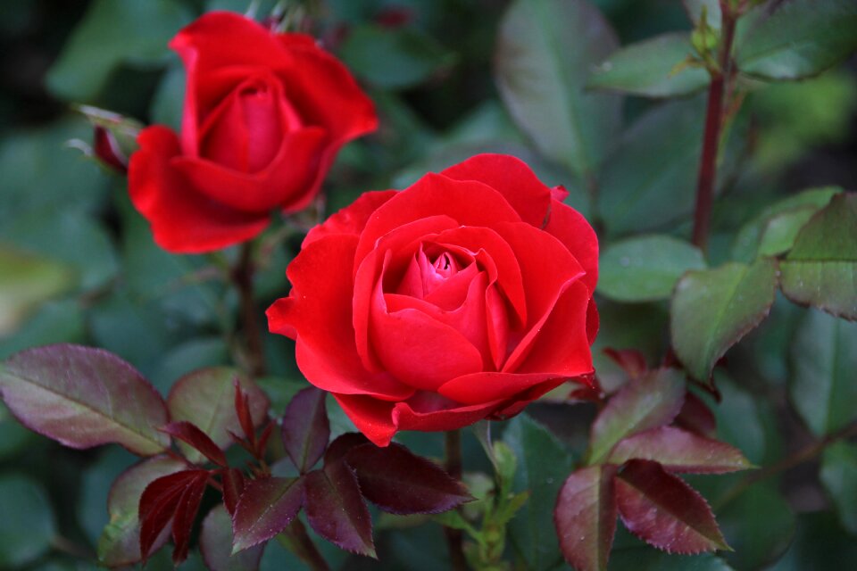 Rose bloom blossom bloom