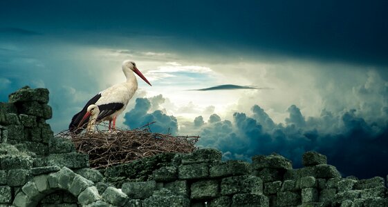 Nature wildlife animal