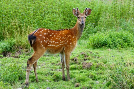 Hirsch red deer wildlife park photo