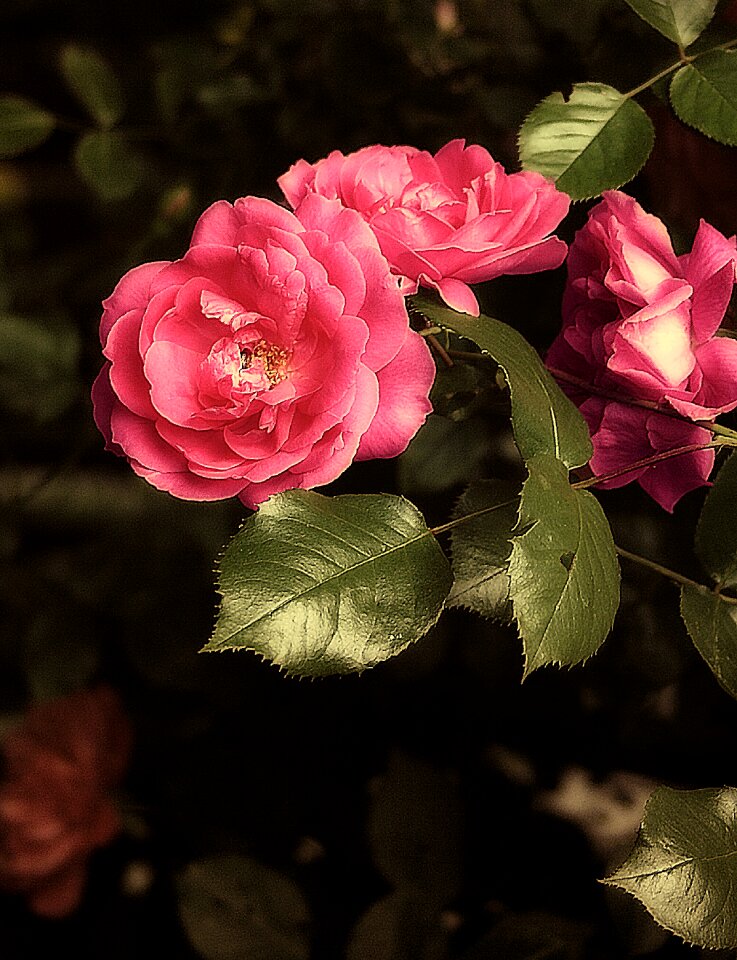 Pink rose rosebush garden