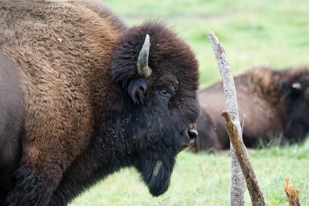 Wisent massive wildlife park