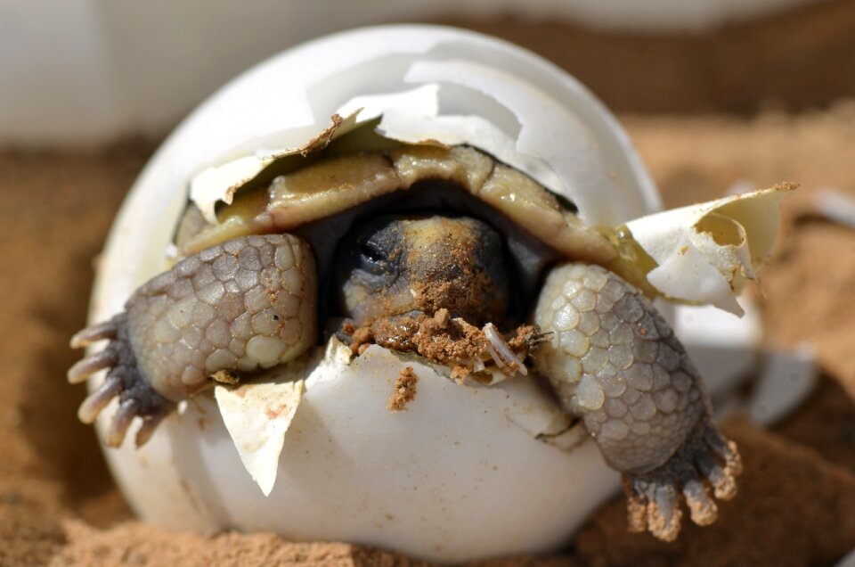 Hatchling shell birth
