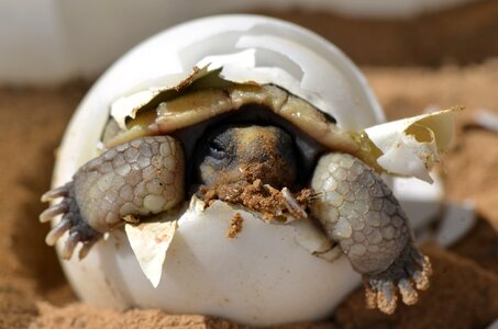 Hatchling shell birth photo