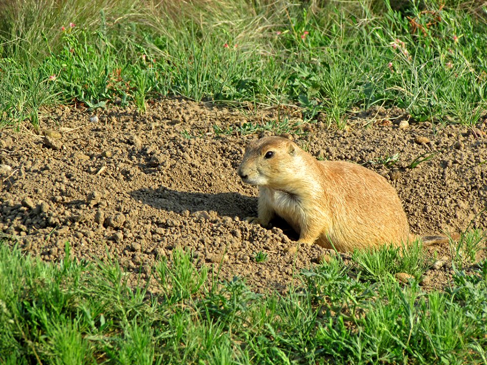 Prairie Dog at Devils Tower NM in WY