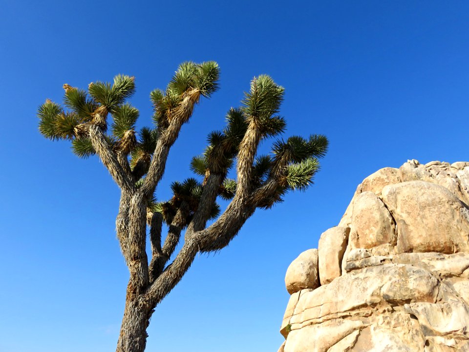 Joshua Tree NP in CA
