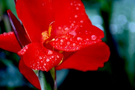 Rosa rain drops after the rain