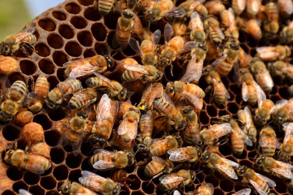 Beehive agriculture honeycomb