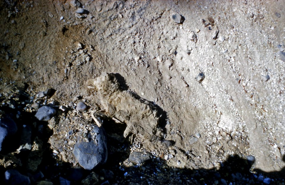 Death Gulch & dead coyote (Yellowstone, Wyoming, USA) (1960)