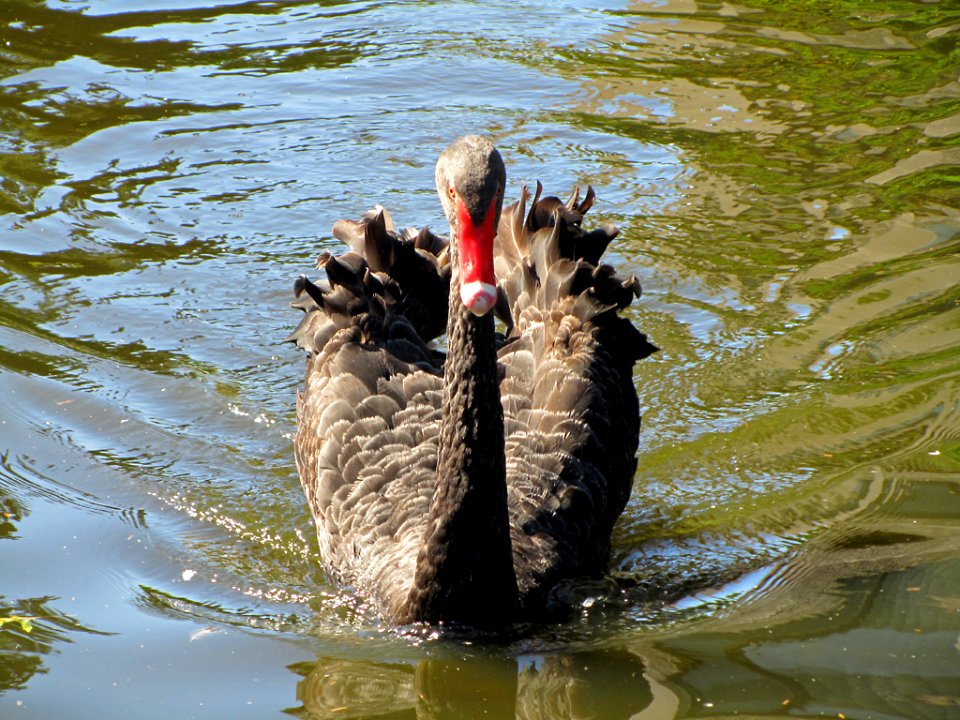 Black Swan in WA