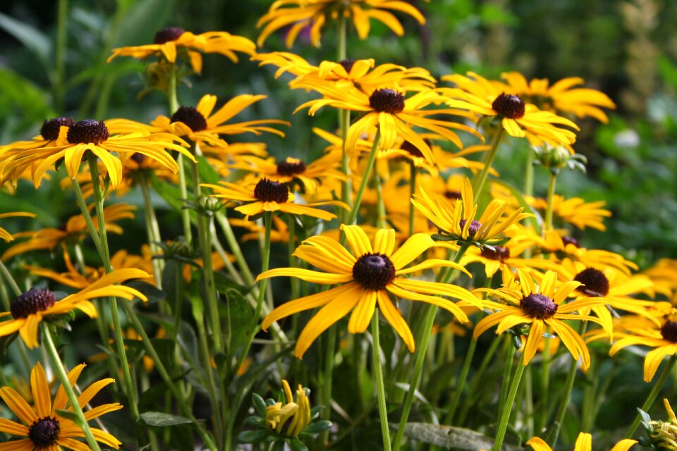 Daisy black-eyed-susan yellow