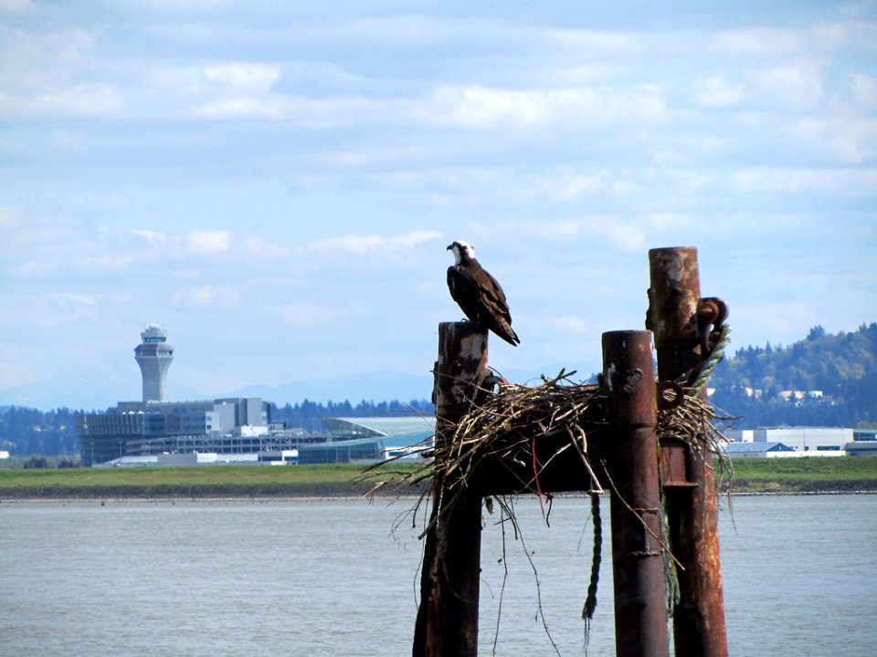 Osprey in WA