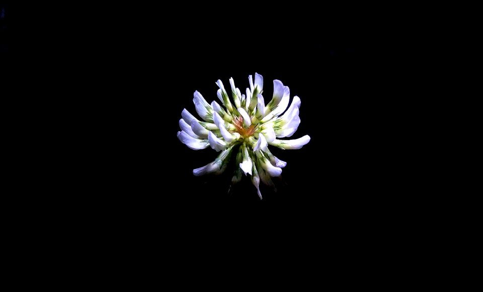 Plant light spring