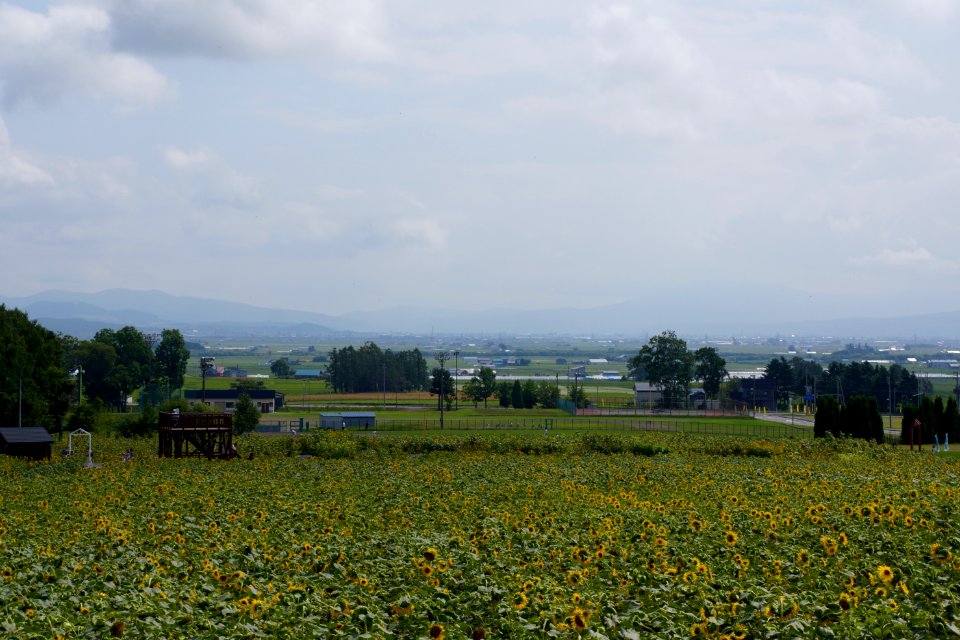 北竜町 ひまわりの里