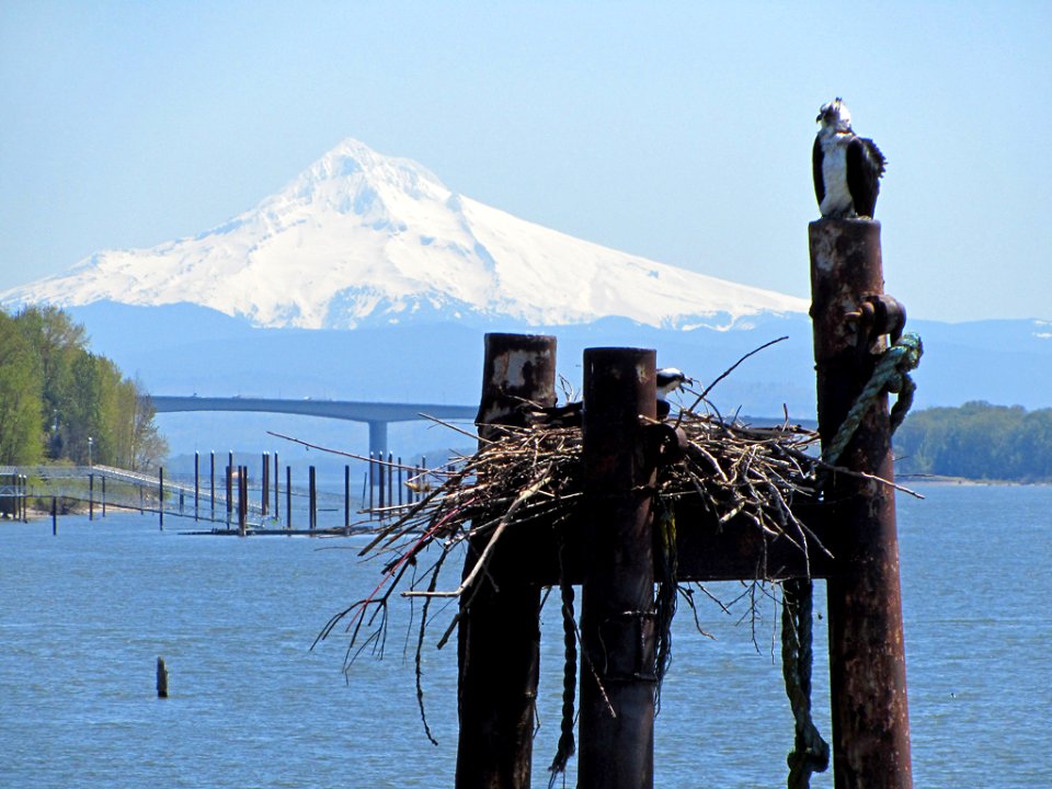 Osprey in WA