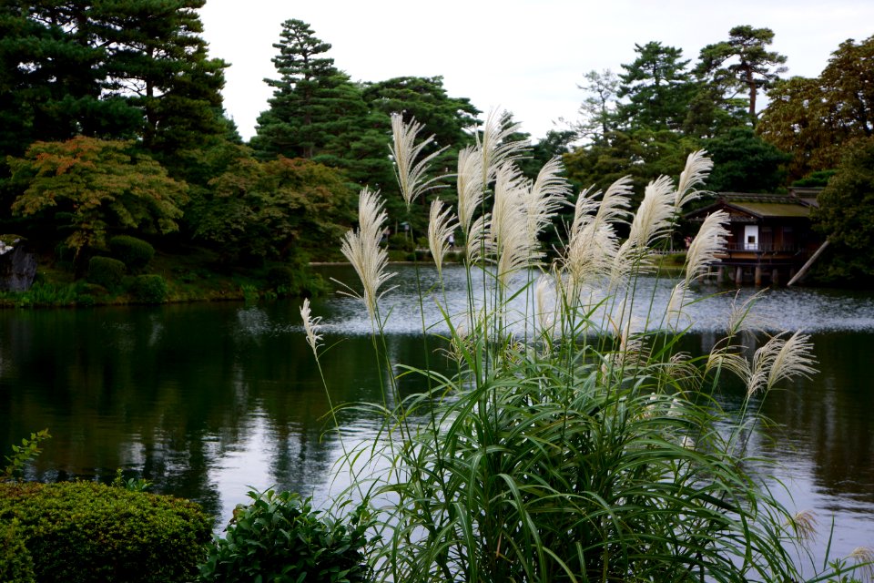 ススキ / Japanese Pampas Grass