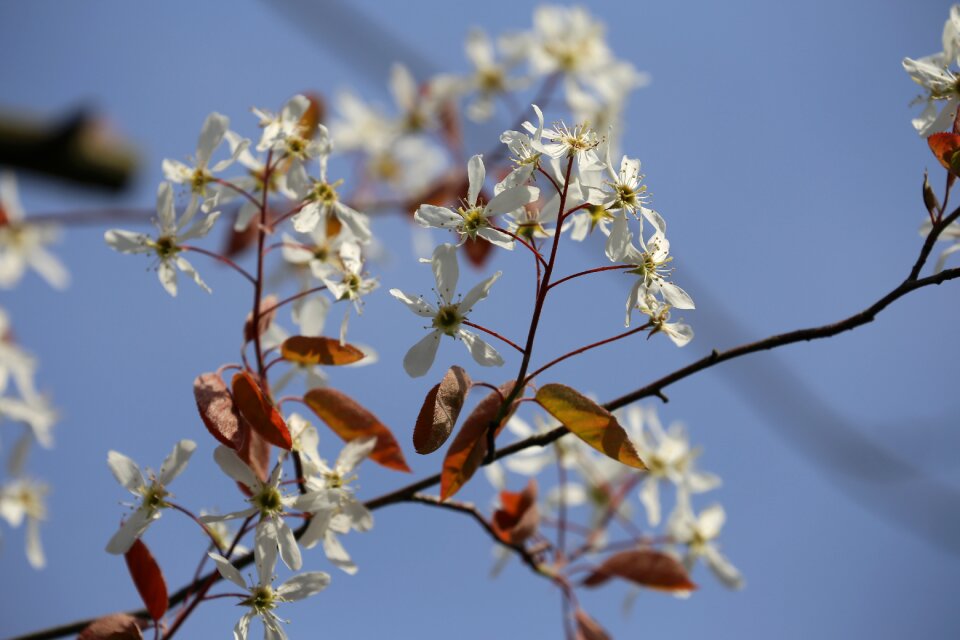 Bloom nature tree