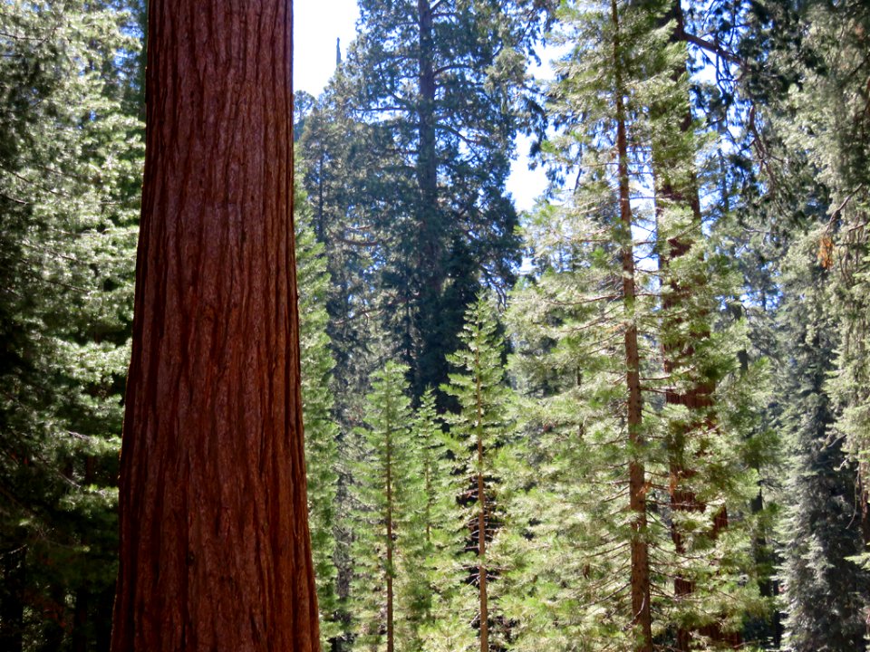 Kings Canyon NP in CA