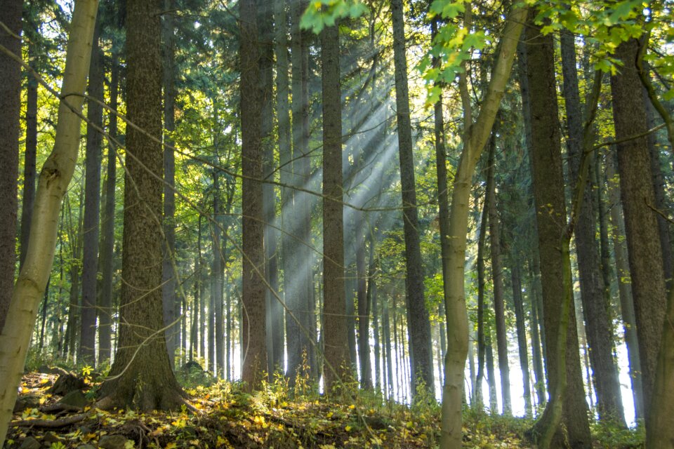 Autumn mood sunbeam fall foliage