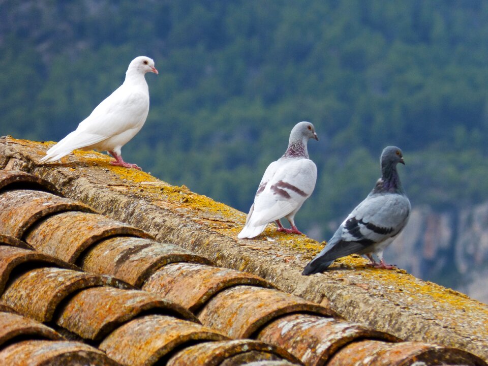 White dove roof oteando