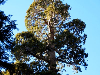 Trail Of 100 Giants at Sequoia NF in CA