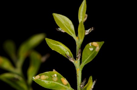 20090805-APHIS-DB-0006