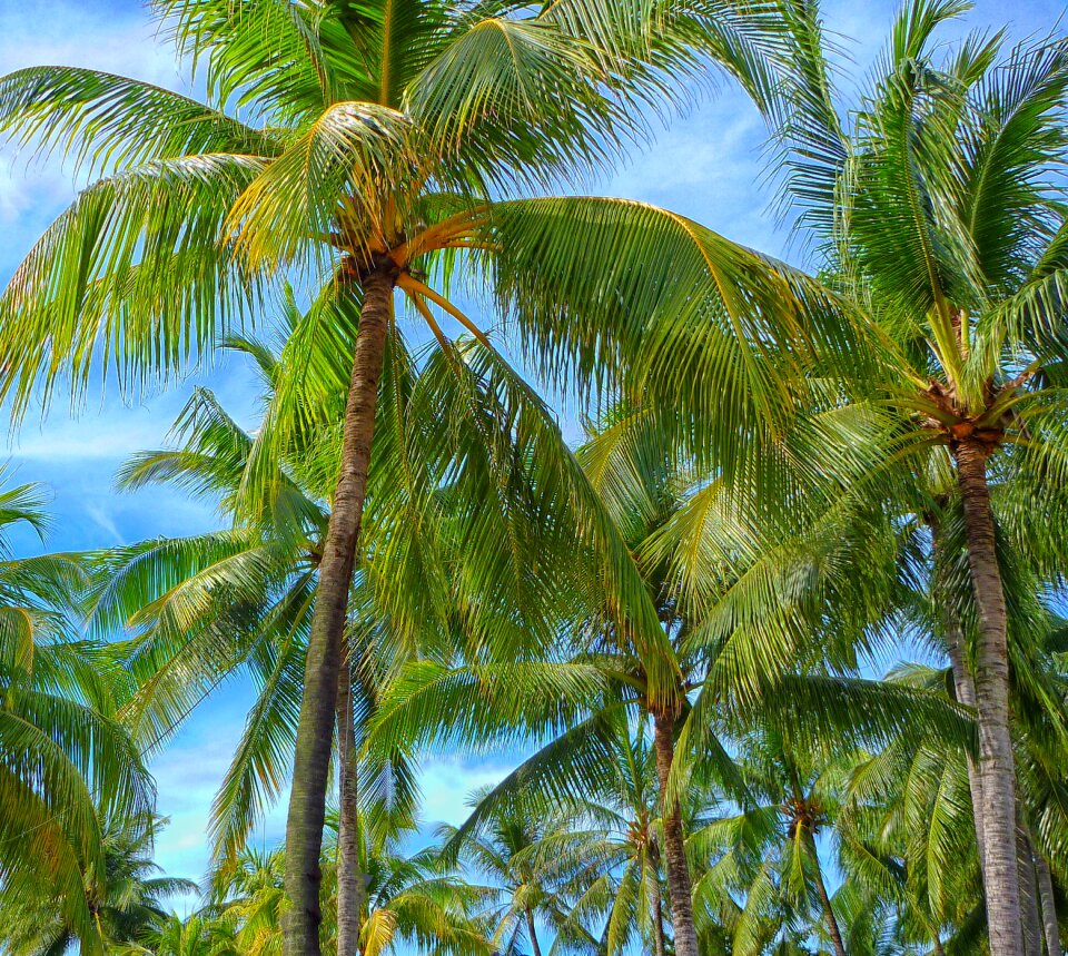 Tree tropical sky