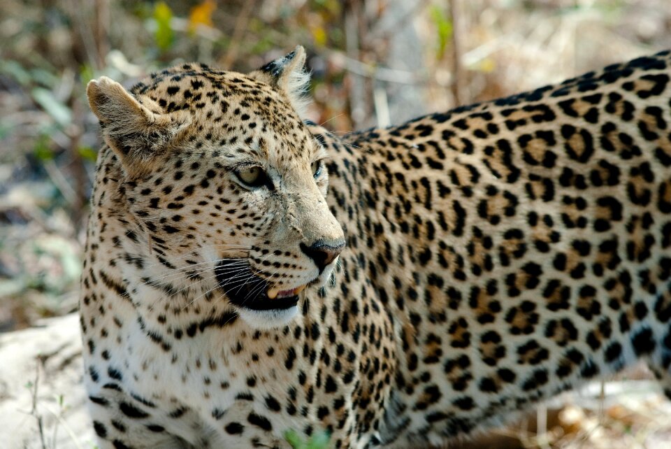 Savuti botswana africa photo