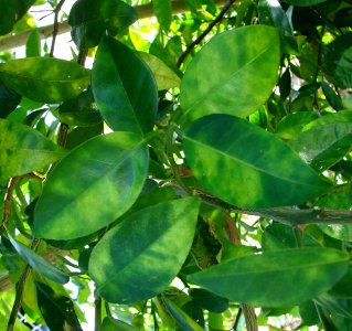 20101029-APHIS-CHRP-0075
