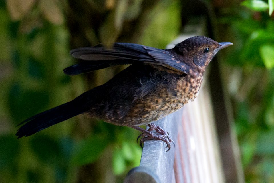 Garden Wildlife
