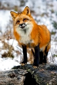 curious red fox photo