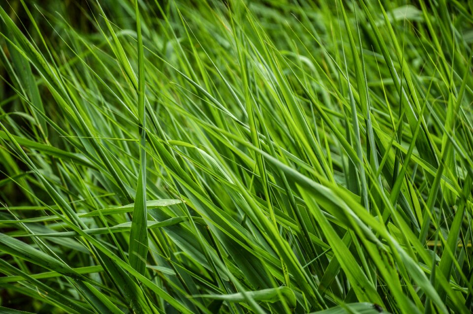 Meadow lawn environment
