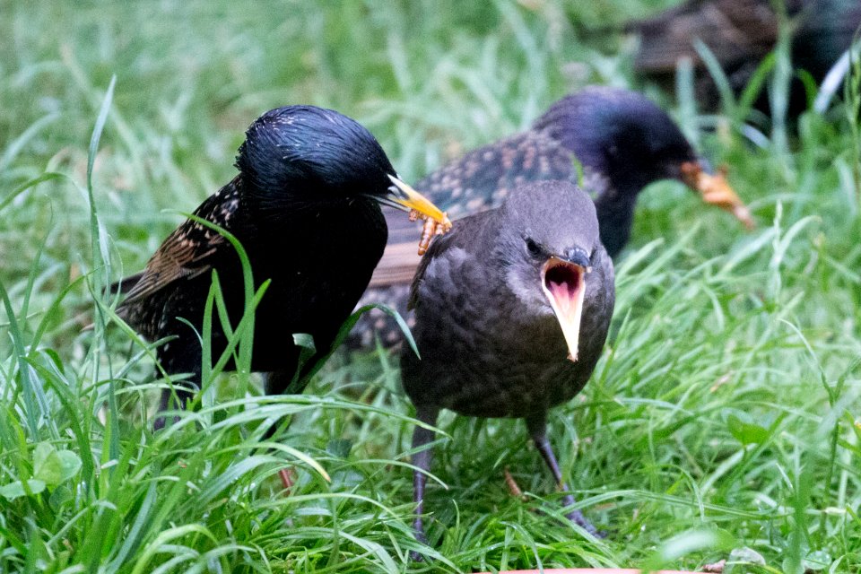 Garden Wildlife