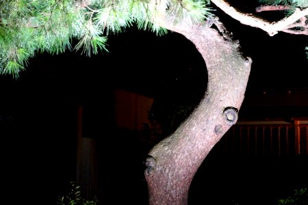兼六園ライトアップ ～秋の段～