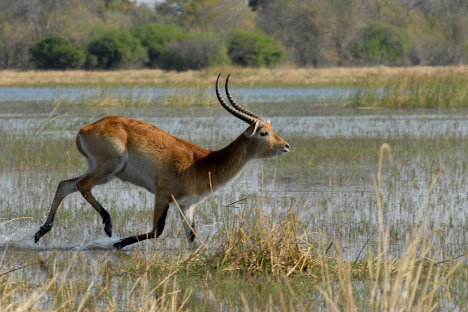 Botswana moremi sitatunga