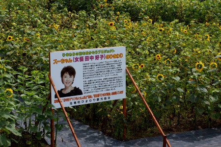 田中好子のひまわり