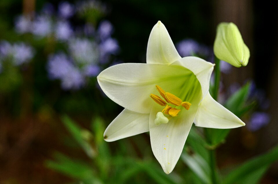 Bloom white spring