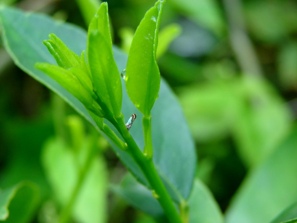 20100805-APHIS-HG-0005